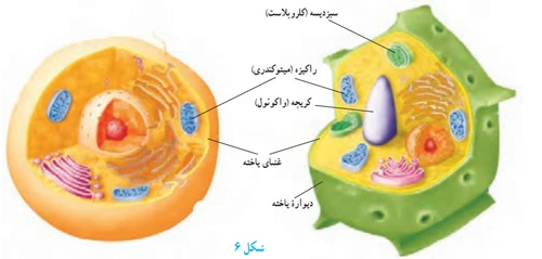 جواب آزمایش کنید صفحه ۱۰۳ علوم هفتم
