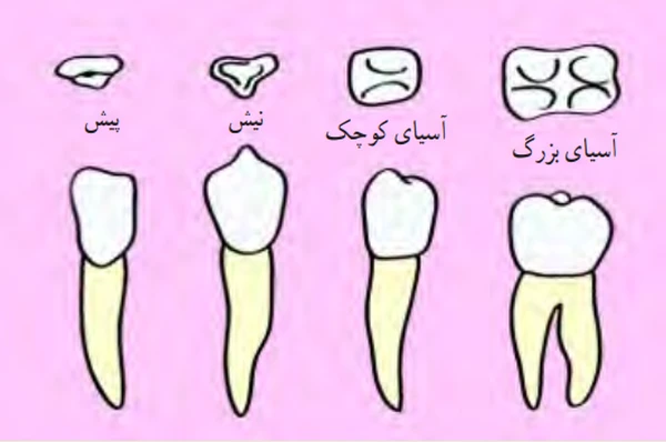 جواب فکر کنید صفحه ۱۱۸ علوم هفتم