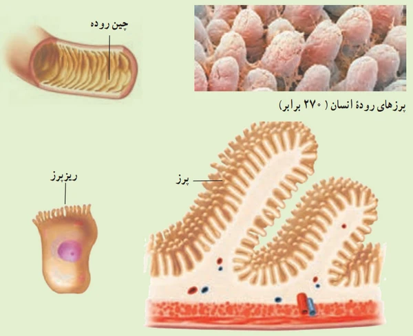 جواب فکر کنید صفحه ۱۲۱ علوم هفتم
