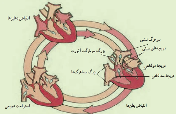 جواب آزمایش کنید صفحه ۱۲۸ علوم هفتم
