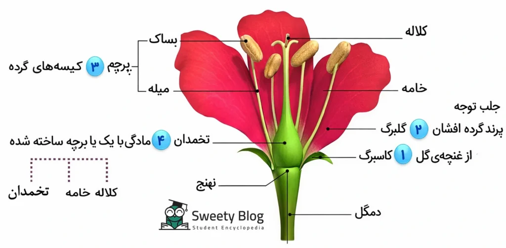 جواب فعالیت صفحه ۷۴ علوم هشتم‌