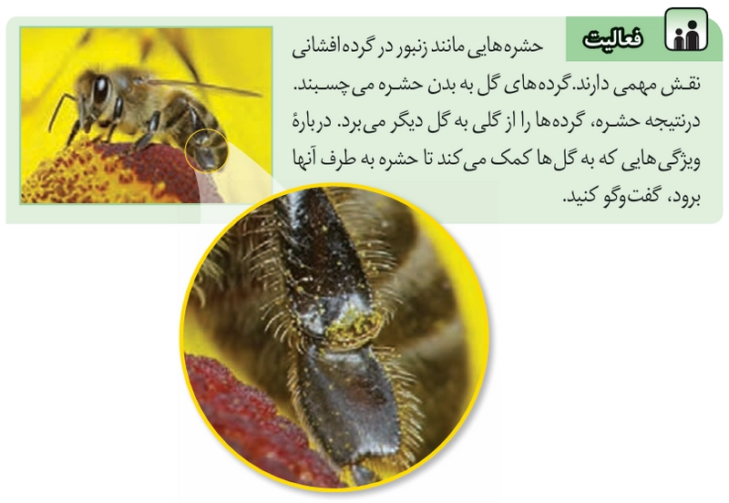 جواب فعالیت صفحه ۷۵ علوم هشتم‌