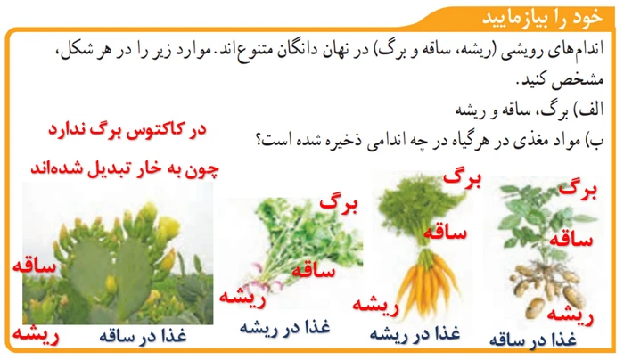 جواب خود را بیازمایید صفحه ۱۳۷ فصل ۱۲ علوم نهم
