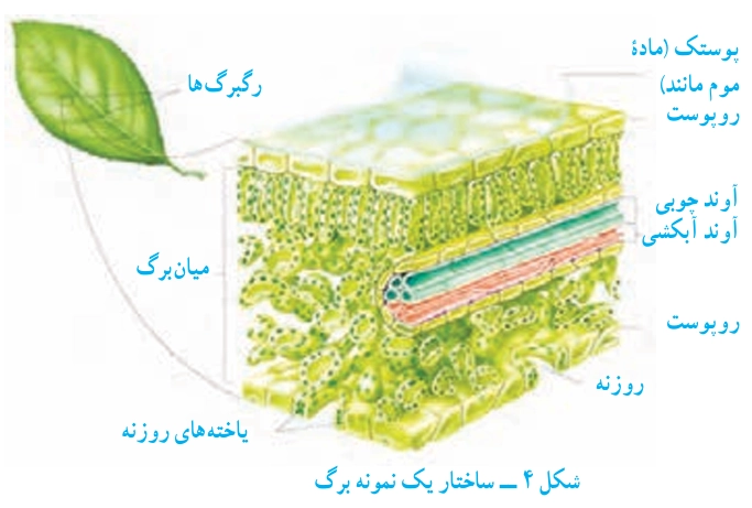 به شکل ۴ نگاه کنید! کدام یاخته‌ها فتوسنتز انجام می‌دهند؟